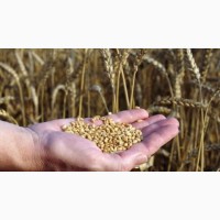 Підприємство закупляє пшеницю некласну, некондиційну