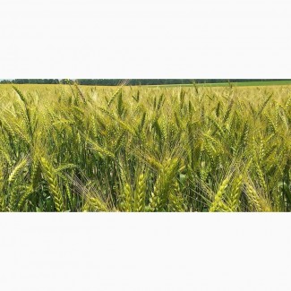 Семена озимой пшеницы Лира Одесская (доступна держ компенсация)
