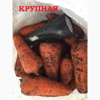 Морковь Абако крупная на переработку