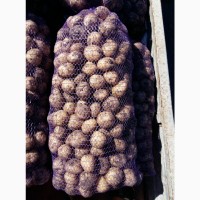Продам семенной картофель сорт Рівьєра