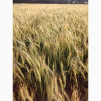 Октава Одесска озимая пшеница
