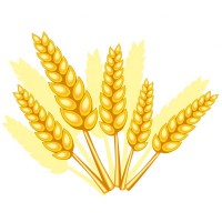Куплю пшеницю Тернопіль, Ступки, Великі Бірки