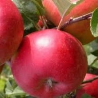 Сорт яблуні Ред Топаз