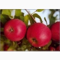 Сорт яблуні Ред Топаз