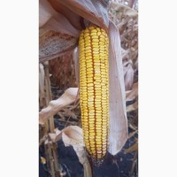 ГРАН 6 - насіння гібрида кукурудзи з ФАО 300