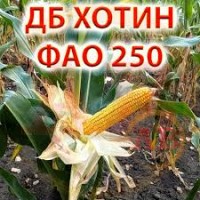 Насіння кукурудза ДБ Хотин