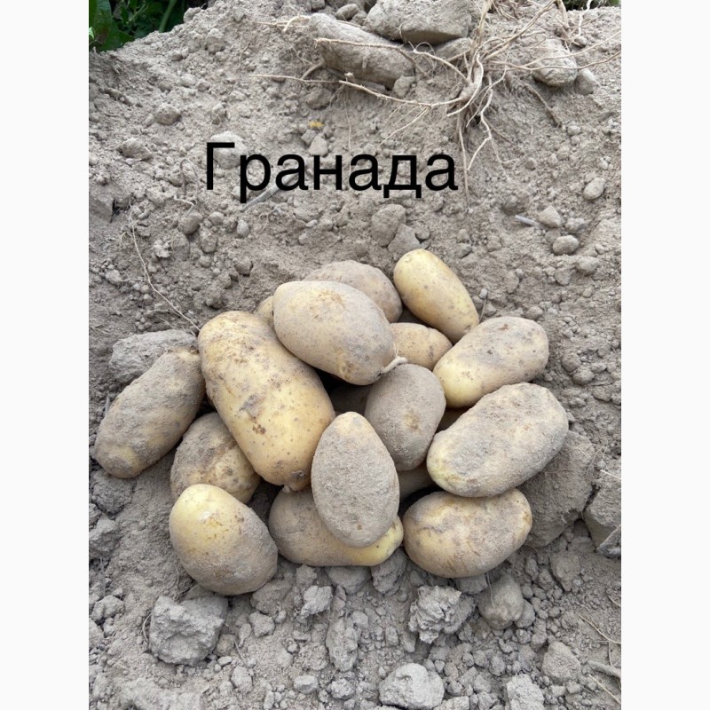 Фото 9. Продам посадкову картоплю 1-2 репродукції виробник ФГ Бородюк