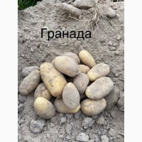 Продам посадкову картоплю 1-2 репродукції виробник ФГ Бородюк