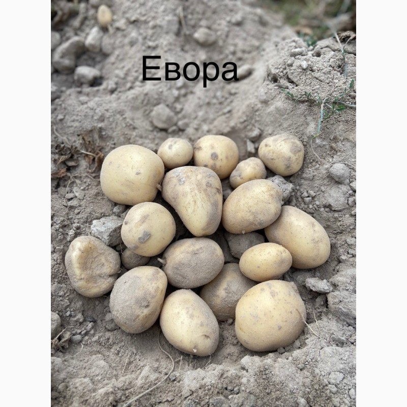 Фото 3. Продам посадкову картоплю 1-2 репродукції виробник ФГ Бородюк