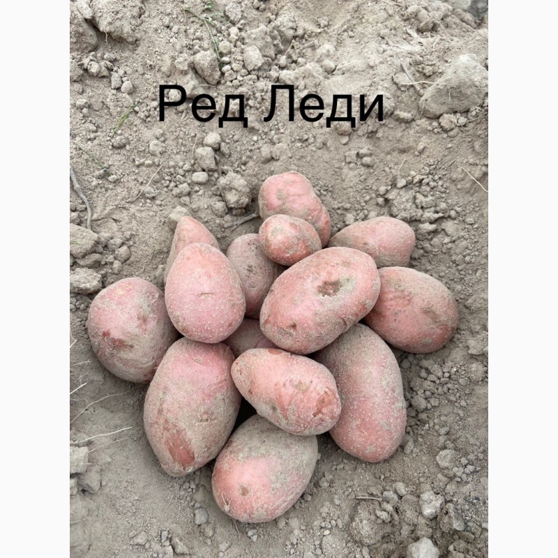 Фото 7. Продам посадкову картоплю 1-2 репродукції виробник ФГ Бородюк