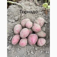 Продам посадкову картоплю 1-2 репродукції виробник ФГ Бородюк