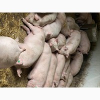 Продам свиней живым весом 105-120