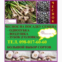 Оригінальне насіння ВОЗДУШКА часнику сорту Любаша, Дюшес, є безкоштовна доставка