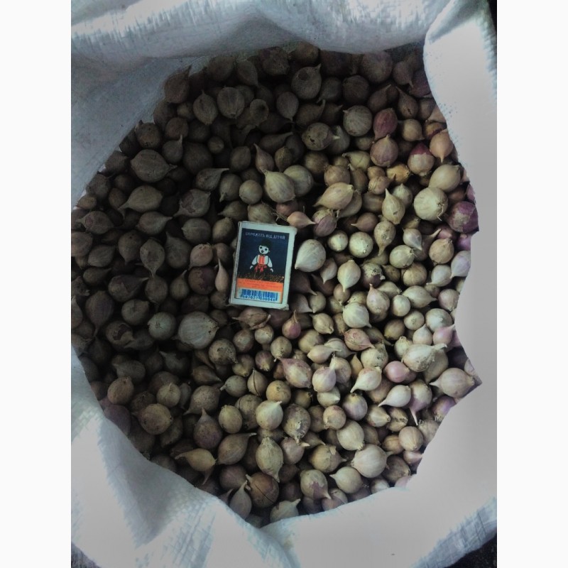 Фото 8. Оригінальне насіння ВОЗДУШКА часнику сорту Любаша, Дюшес, є безкоштовна доставка