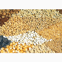 Продам Зерновые | Закупить Зерно Украина