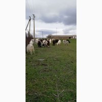 Продам доиных коз