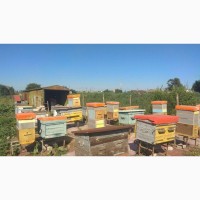 Пчелиные семьи, пчелы, пчелосемьи, отводки