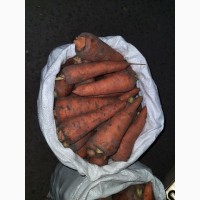 Продам морковку, сорт Абако