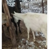 Продам молодых зааненских коз