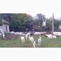 Продам молодых зааненских коз