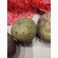 Семенной картофель Ривьера
