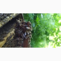 Продам бджілопакети в Херсонській області