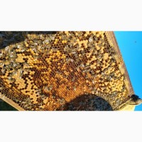Продам бджілопакети в Херсонській області
