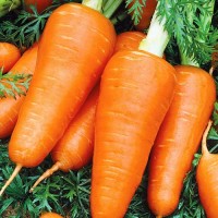 Семена моркови «Шантанэ» (семена укропа, кориандр)
