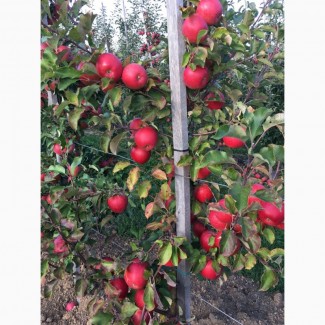 Продам яблука з саду урожай 2022