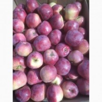 Продам яблука з саду урожай 2022