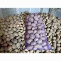 Продам картоплю сортів Королева Анна, Біларосса, Бриз, Тайфун