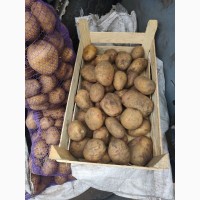 Продам товарну картоплю сортів ПІКАССО, Полтавська обл