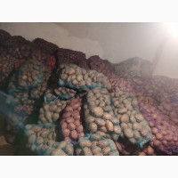 Продам товарну картоплю сортів ПІКАССО, Полтавська обл
