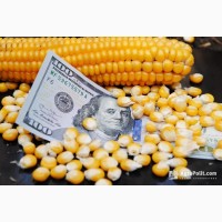 Куплю кукурудза з поля (волога) дорого готівка