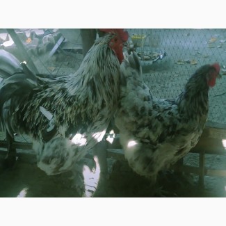 Джерсійський гігант спліш, чорний. кури, курчата, яйце інкубаційне