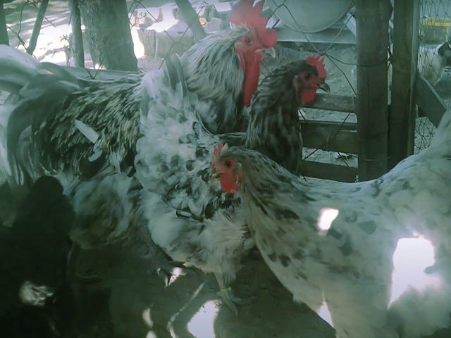 Фото 2. Джерсійський гігант спліш, чорний. кури, курчата, яйце інкубаційне