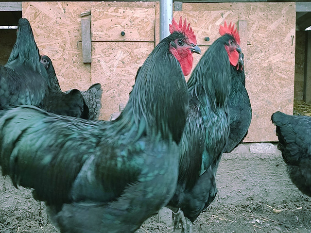 Фото 3. Джерсійський гігант спліш, чорний. кури, курчата, яйце інкубаційне