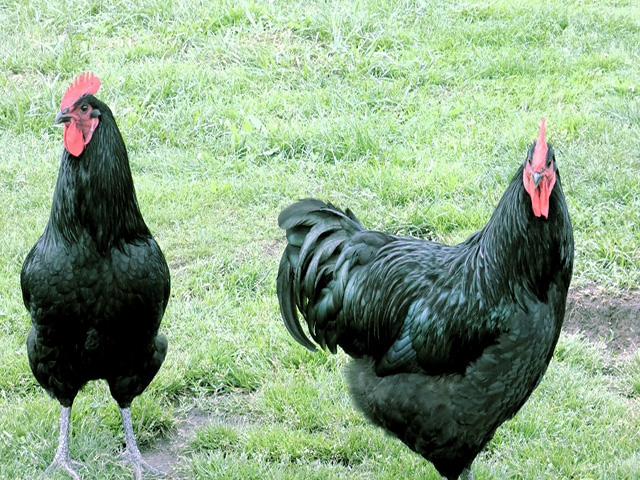 Фото 4. Джерсійський гігант спліш, чорний. кури, курчата, яйце інкубаційне