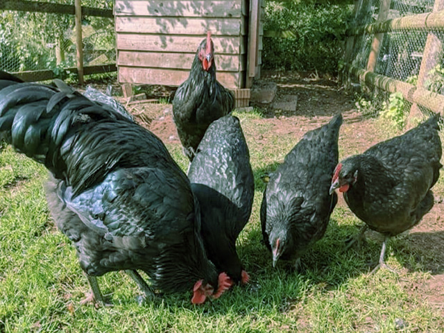 Фото 5. Джерсійський гігант спліш, чорний. кури, курчата, яйце інкубаційне