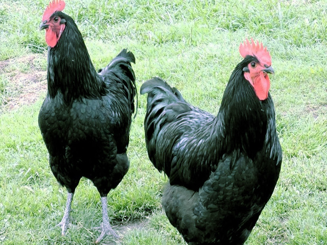 Фото 6. Джерсійський гігант спліш, чорний. кури, курчата, яйце інкубаційне