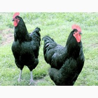 Джерсійський гігант спліш, чорний. кури, курчата, яйце інкубаційне