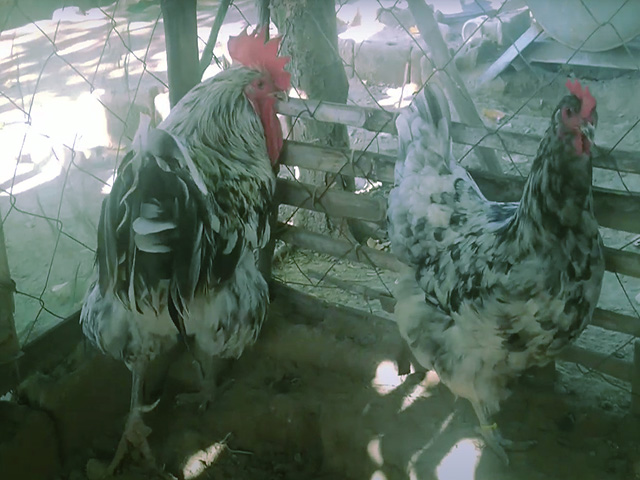 Фото 7. Джерсійський гігант спліш, чорний. кури, курчата, яйце інкубаційне