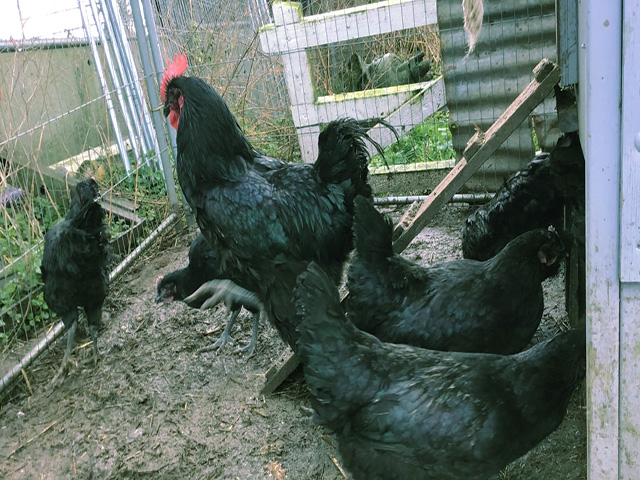 Фото 8. Джерсійський гігант спліш, чорний. кури, курчата, яйце інкубаційне