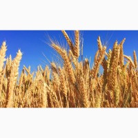 Купуємо пшеницю ячмінь 4200 /тона