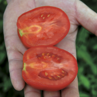 Продам томати у великій кількості, сорт Солерно та Міцено