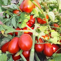 Продам томати у великій кількості, сорт Солерно та Міцено