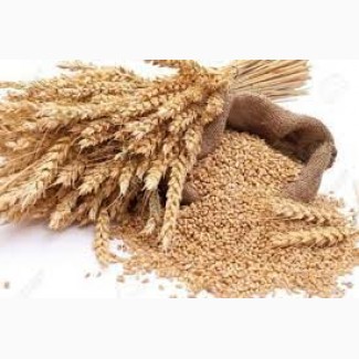 Закупляємо пшеницю ( 2/3/4 клас) Кіровоградська область