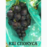 Продам черенки винограда. Кишмиші та столові форми