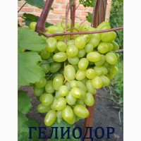 Продам черенки винограда. Кишмиші та столові форми