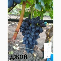 Продам черенки винограда. Кишмиші та столові форми